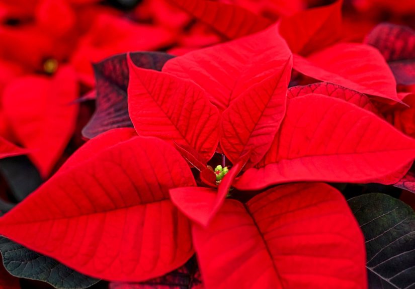 A poinsettia with red leaves in a pot.