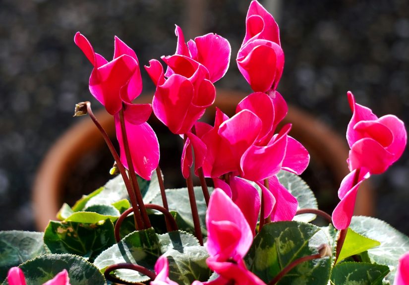 Pink cyclamen bloom.