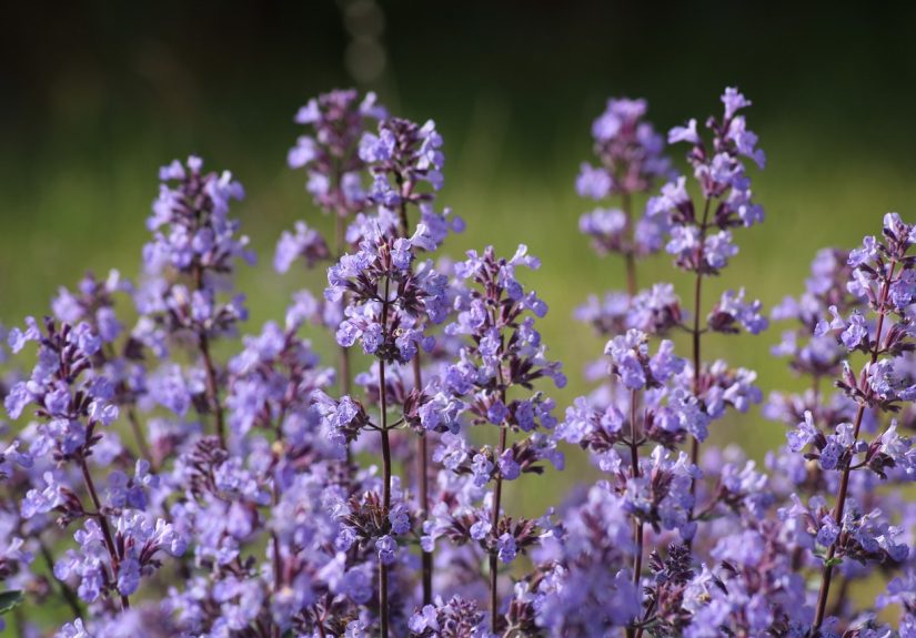 Nepeta 'catnip' with purple flowers.