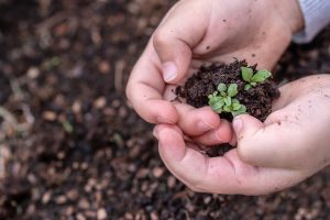 Hands holding a seedling.