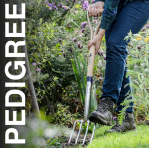 A man with a Bulldog Pedigree fork digging in the garden.