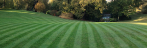 Stripped lawn cut by KC Gardening.