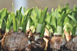 Daffodil bulbs shooting.