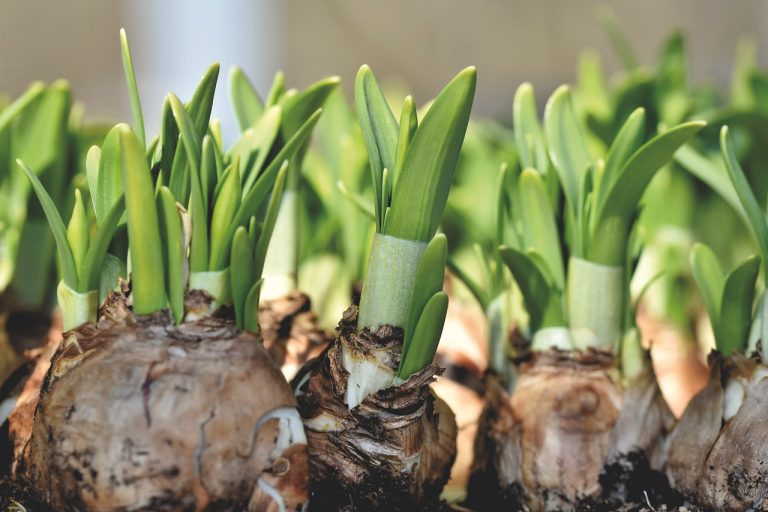 Daffodil bulbs shooting.