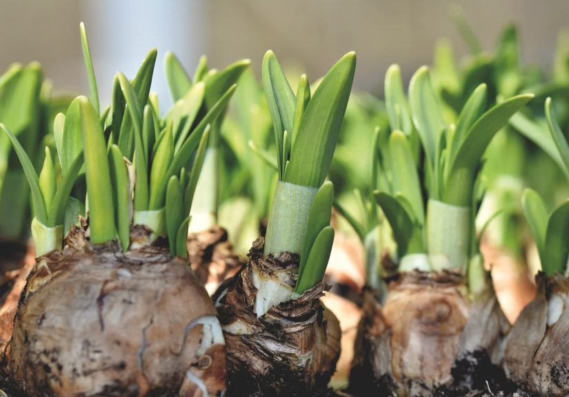 Daffodil bulbs shooting.