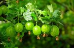 Gooseberries on the bush.