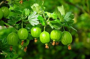 Gooseberries on a gooseberry bush.