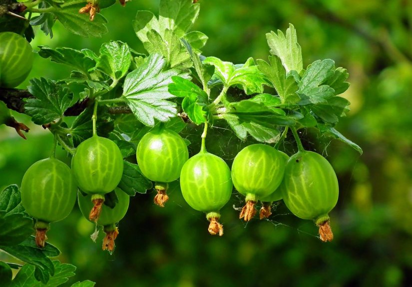 Gooseberries on the bush.