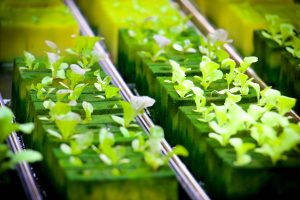 Hydroponic growing plants.