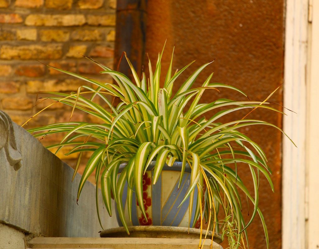 A spider plant.