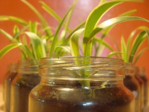 Potted on spider plants growing in jam jars.