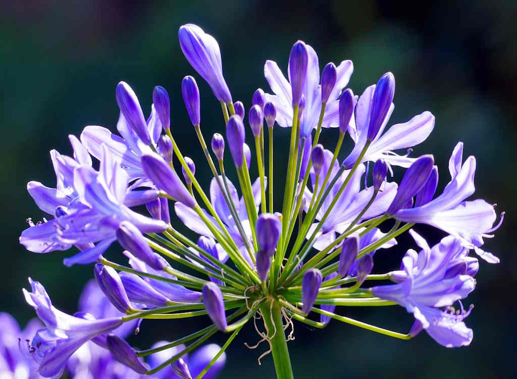 Agapanthus.