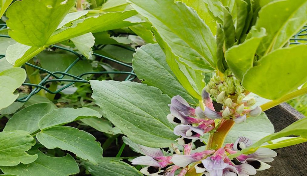 Plant from seed now: Broad beans