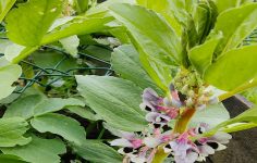 Plant from seed now: Broad beans