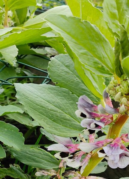 Plant from seed now: Broad beans