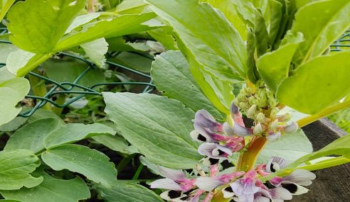 Things to plant now: Broad beans