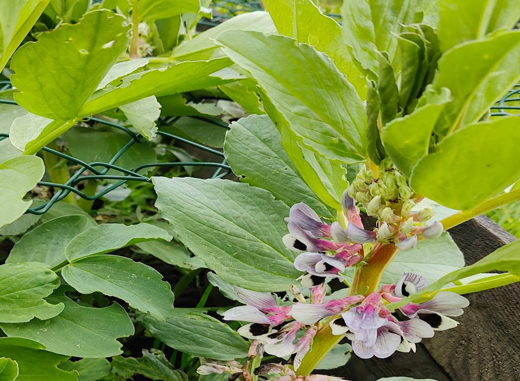 Broad beans in flower.