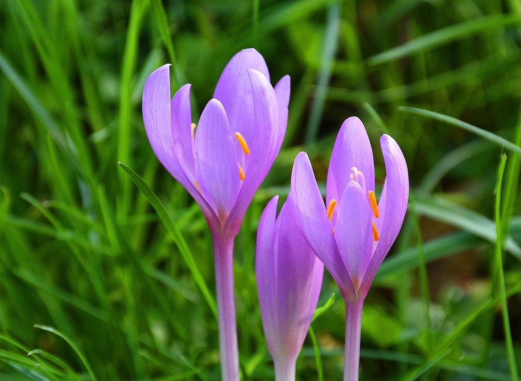 Colchicum autumnale known as the autumn crocus.