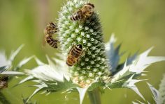 Warley Place and the plant reminders of Miss Ellen Wilmott
