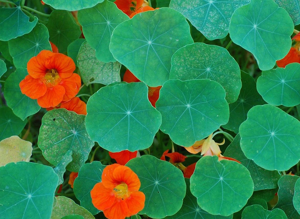 Nasturtiums.