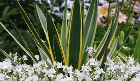 Planting ideas: Nemesia wisley vanilla