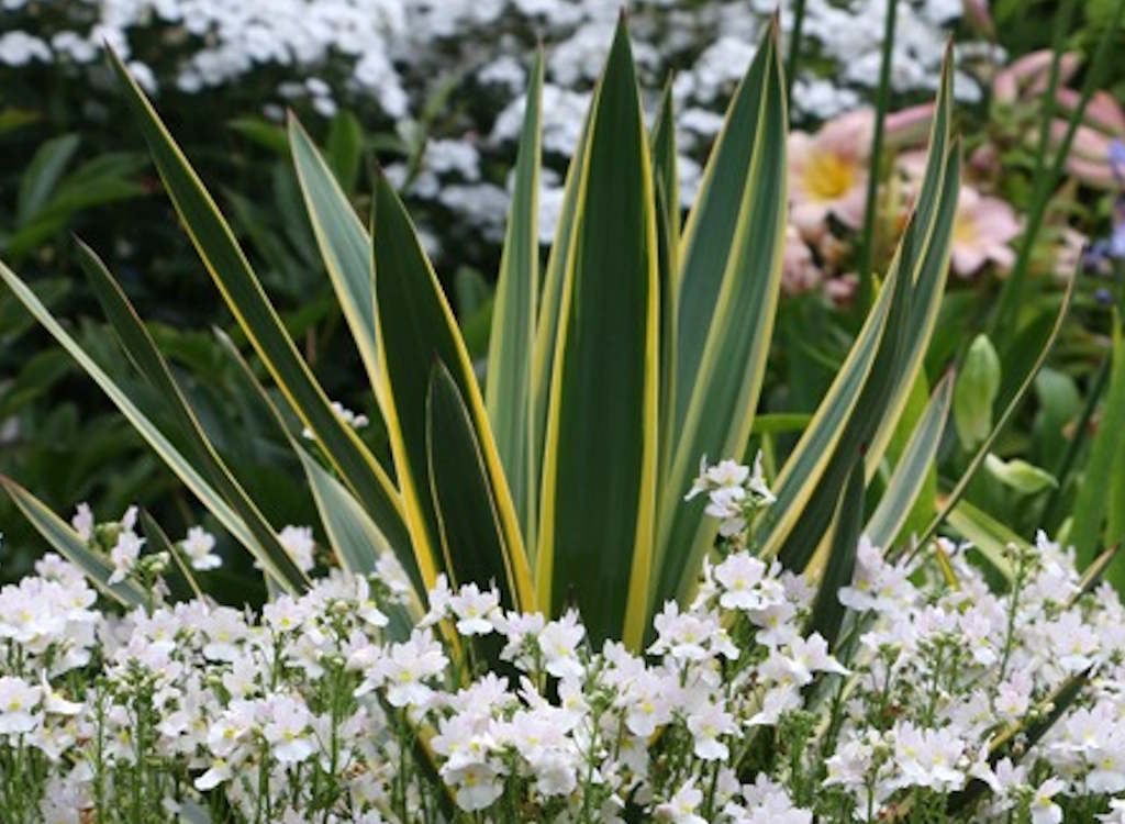 Planting ideas: Nemesia wisley vanilla