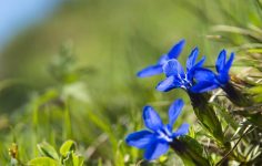 Alpine plant fair returns for March 2025