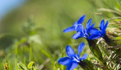 Alpine plant fair returns for March 2025