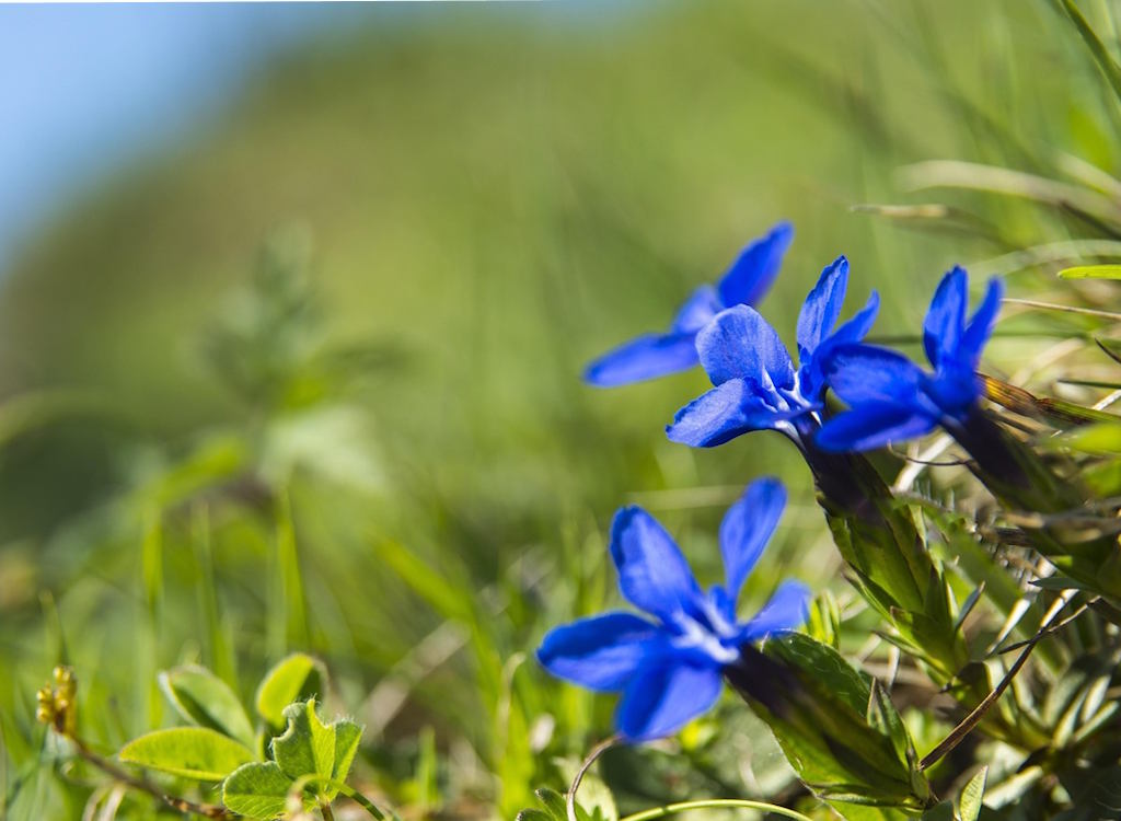 Gentian with royal blue blooms on a mountain side.