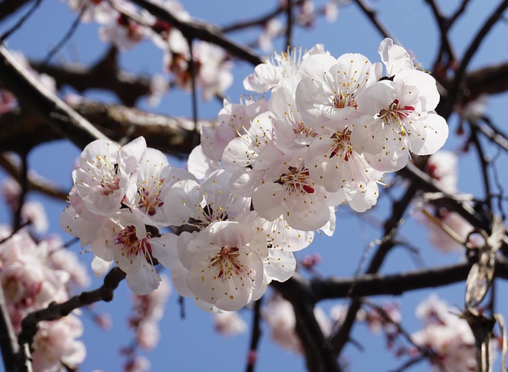 Apricot blossom on the tree.