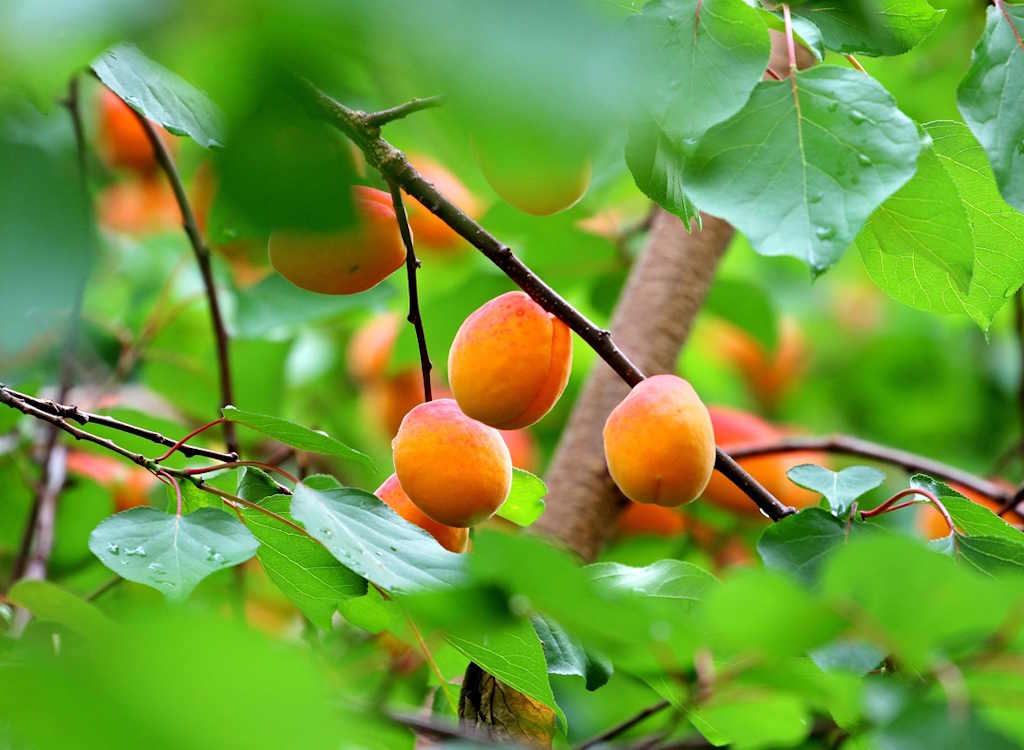 Apricots on the tree.