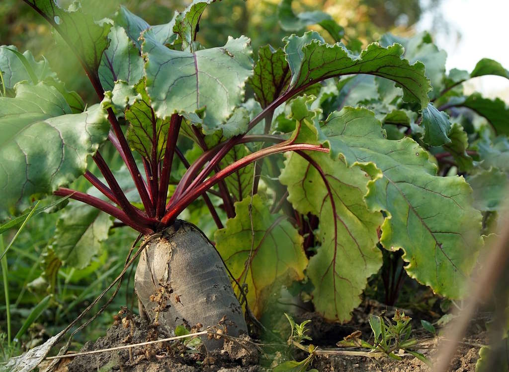 A beetroot plant growing in a vegetable garden.