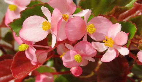 Kidz club: planting begonias in troughs