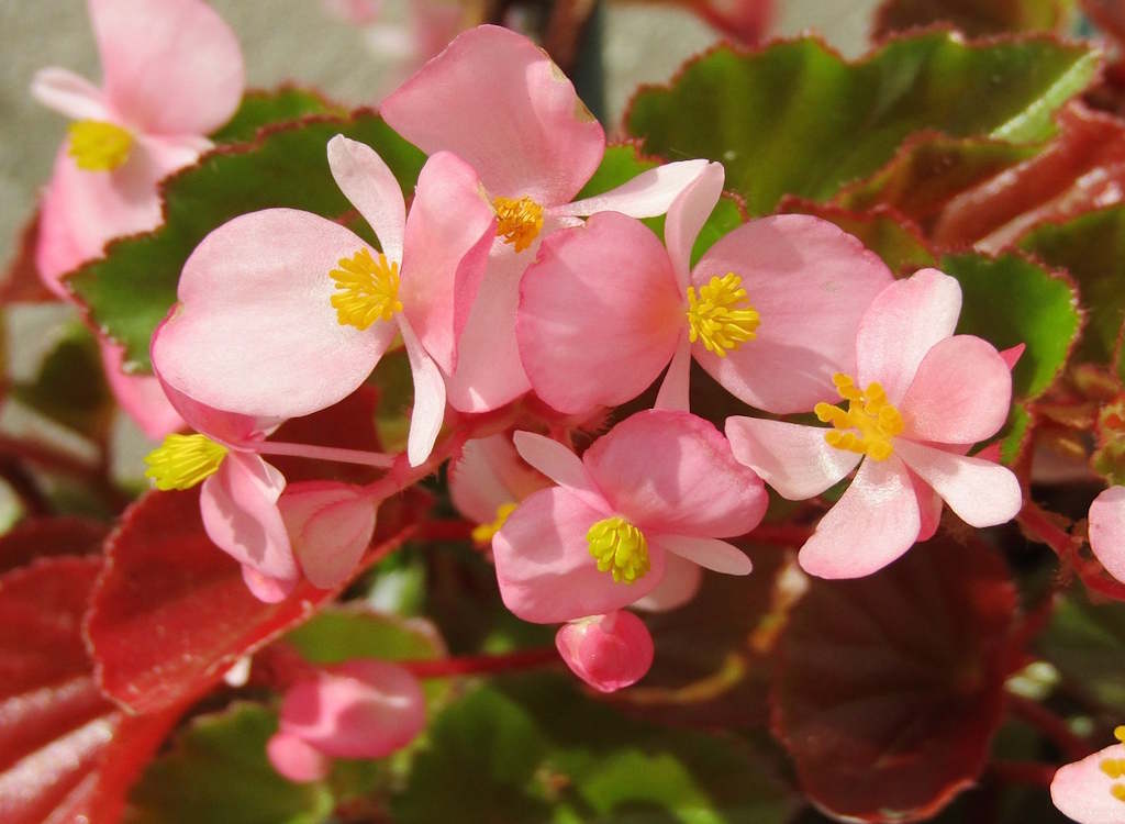 Kidz club: planting begonias in troughs