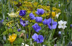 New nature flower mix for Keukenhof