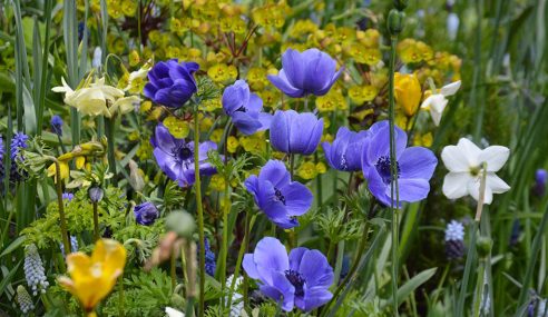 New nature flower mix for Keukenhof