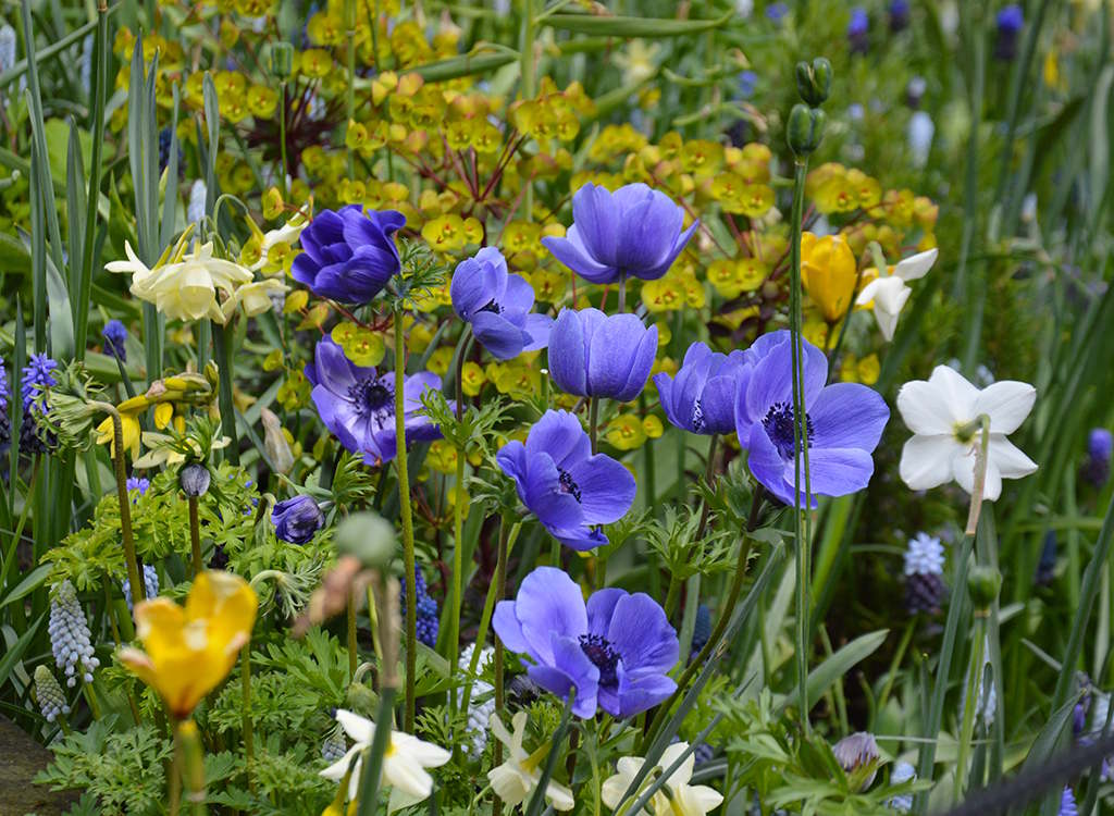 New flower mix at Keukenhof helps nature