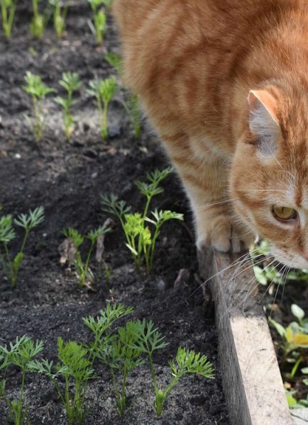 Jobs in the garden for May