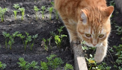 Jobs in the garden for May