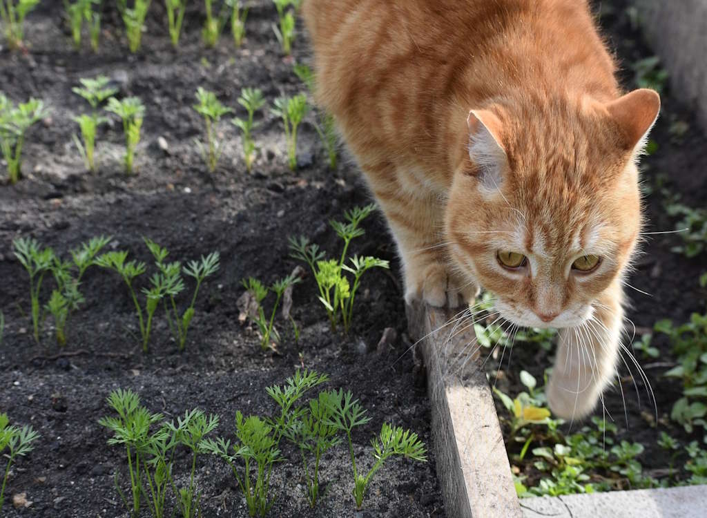 Jobs in the garden for May