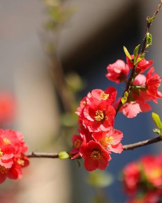 Jobs in the garden for December