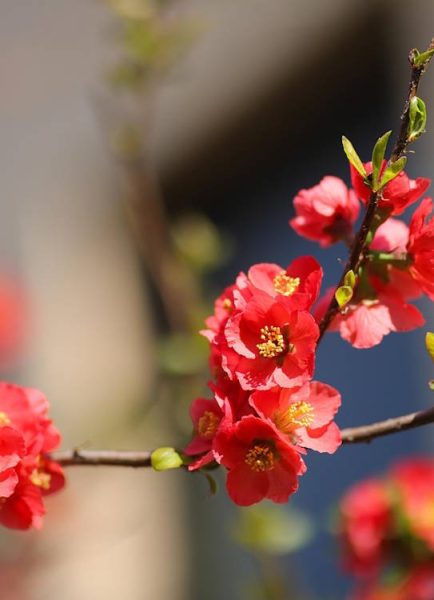 Jobs in the garden for December