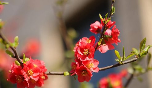 Jobs in the garden for December