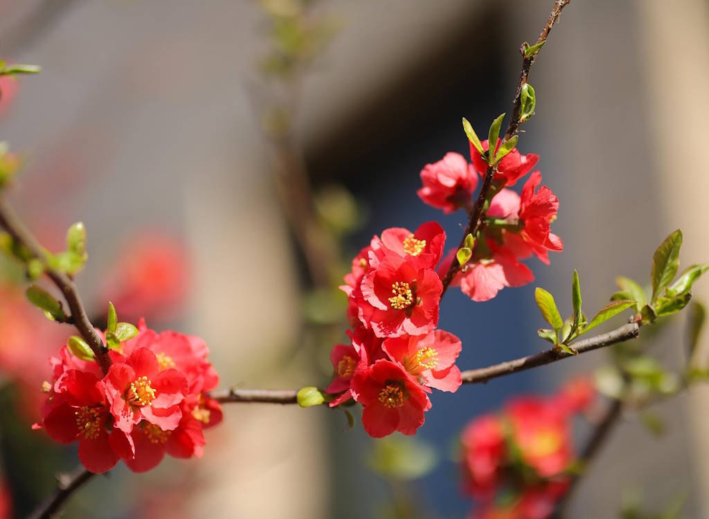 Jobs in the garden for December