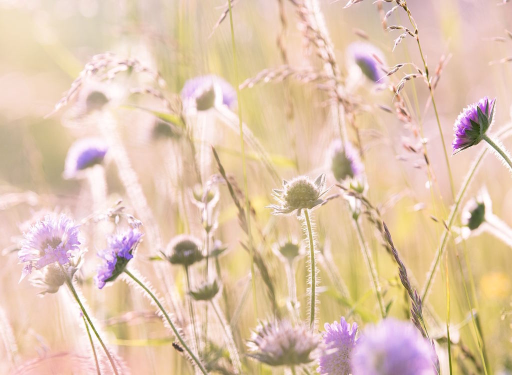 Cornflowers in a wild flower meadow.