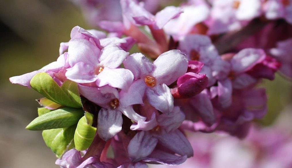 Jobs in the garden for February