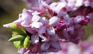 Jobs in the garden for February