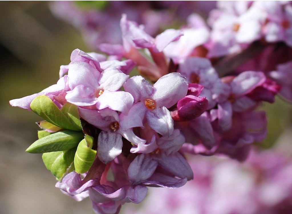 Daphne mezereum is one of the first flowers to bloom at the start of the season.