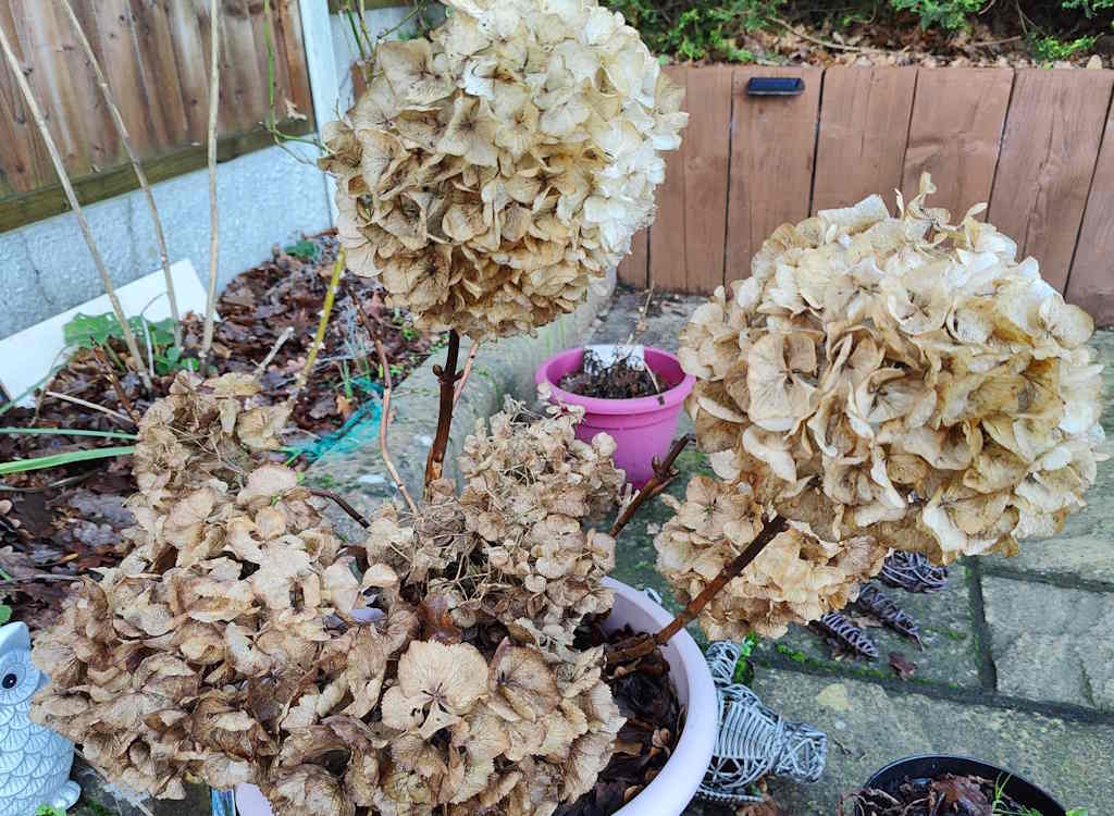 Dead hydrangea heads still on the plant.