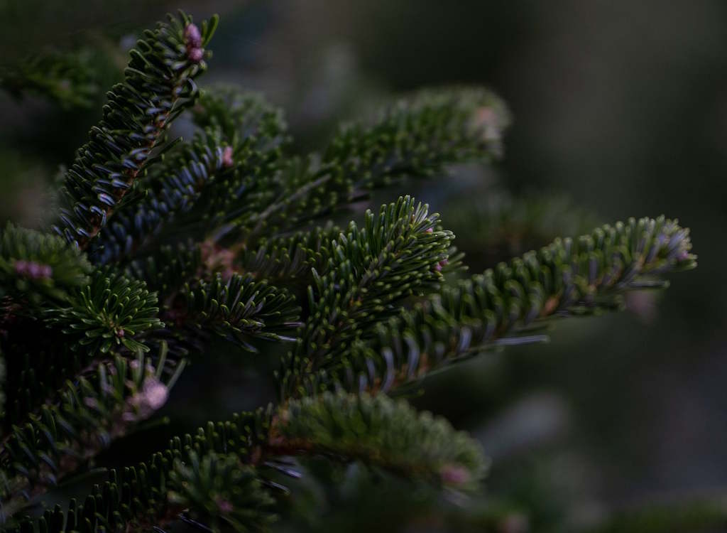 How to look after a real pine Christmas tree